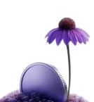 Capital grows coneflower coin graphic